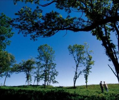 The Arb