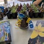 An example of a succulent creation