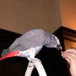 Jambo the parrot
