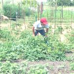 Carleton Farm