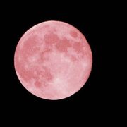 pink moon