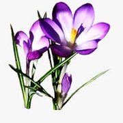 spring flowers
