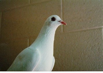 A pigeon in contemplative thought...
