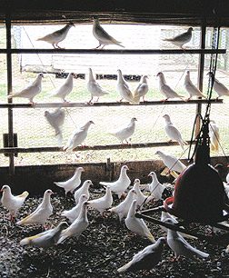 Pigeons at the Palmetto Pigeon Plant.