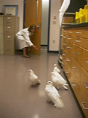 Sara Steenrod, herding pigeons.