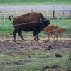 Big Woods Bison Farm