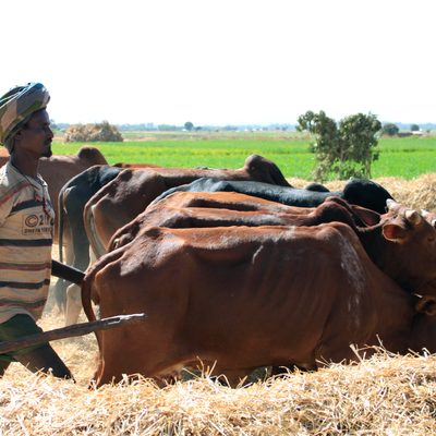 ENTS OCS - Conservation and Development in Tanzania and Ethiopia